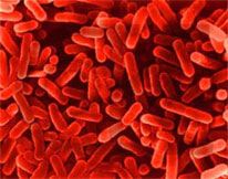 Legionella bacteria